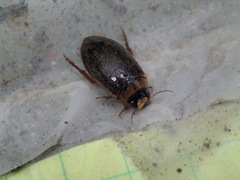 Rhantus wallisi