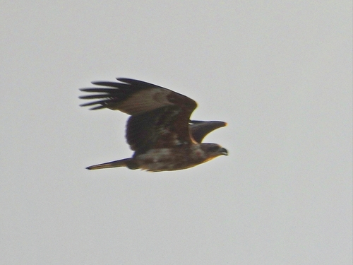 Brahminy Kite (Sunda)