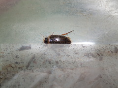 Rhantus wallisi