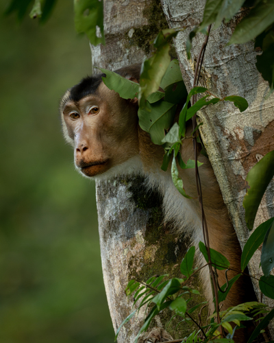 Southern Pig-tailed Macaque