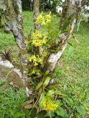 Epidendrum littorale