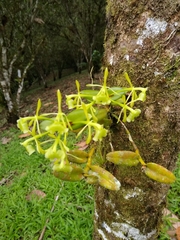 Epidendrum littorale