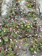 Cymbalaria muralis