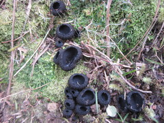 Plectania rhytidia