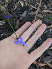 Lobelia dentata