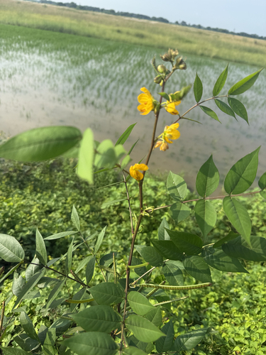 Coffee Senna