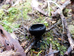 Plectania rhytidia