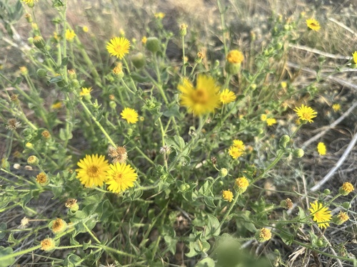 Stemmy Four-nerved Daisy