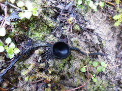 Plectania rhytidia