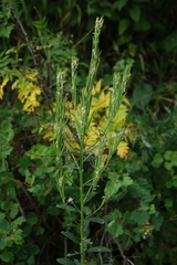 Turritis glabra, photograph (c) Oleg Kosterin, some rights reserved (CC BY)