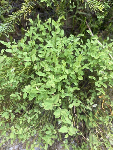 Vaccinium scoparium, photograph 5