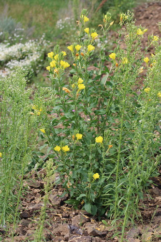 Oenothera villosa, photograph 1