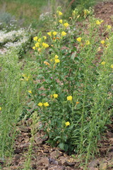 Oenothera villosa, photograph (c) Tatiana Strus, some rights reserved (CC BY)