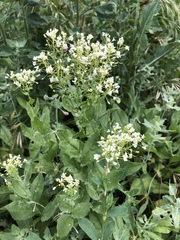 Lepidium draba