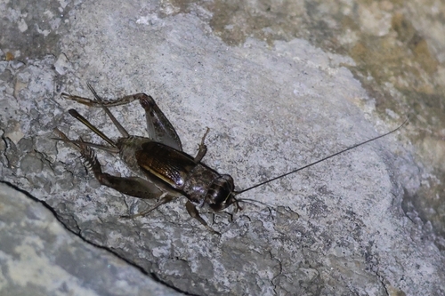 Velarifictorus aspersus