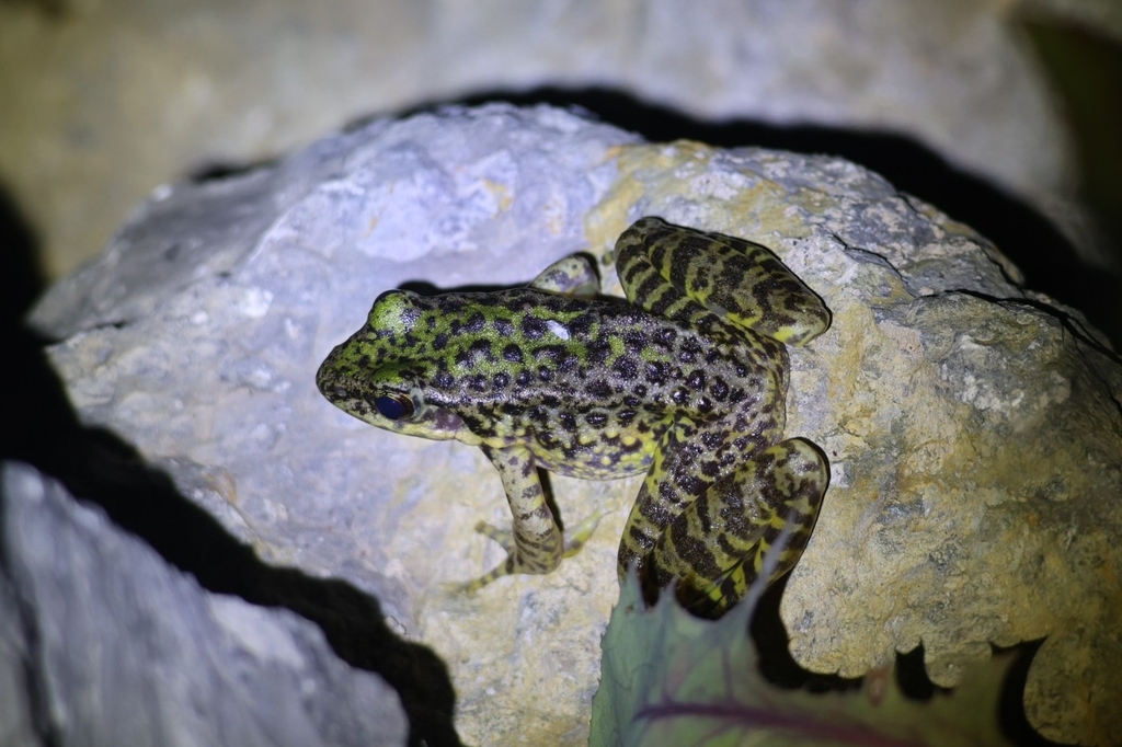Odorrana junlianensis