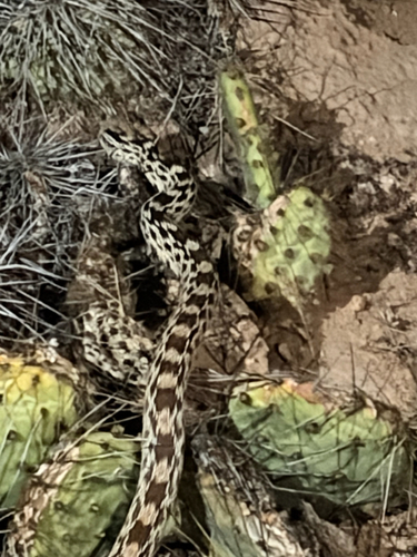 Gopher Snake