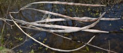 Thyrsanthella difformis