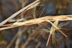 Thyrsanthella difformis