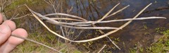 Thyrsanthella difformis