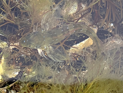 Sphinx Blenny