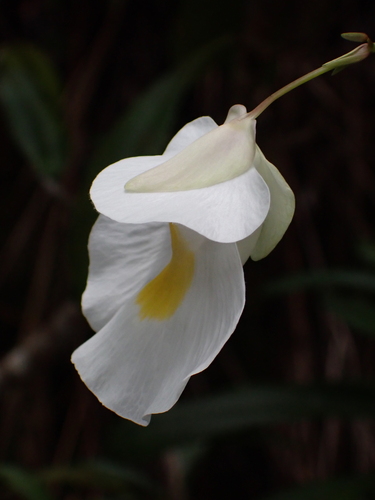 Utricularia alpina, photograph 5