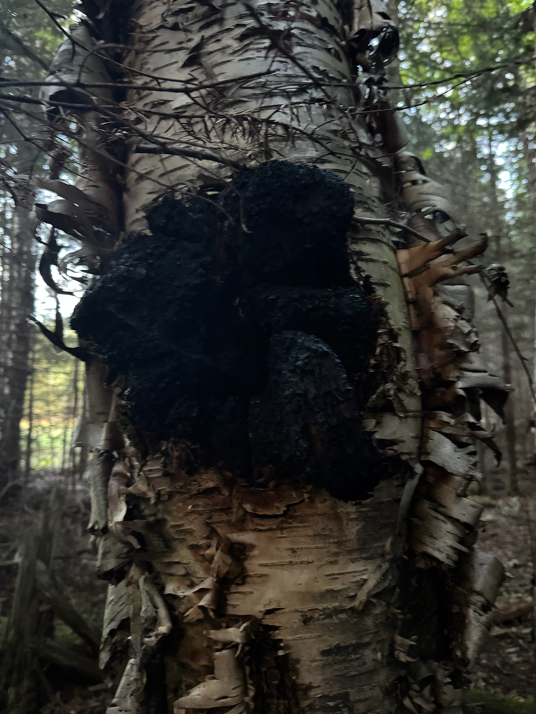 chaga · September 2026 · photo: Photo: no rights reserved · iNaturalist