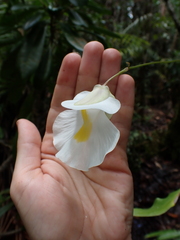 Utricularia alpina