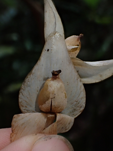 Utricularia alpina, photograph 6