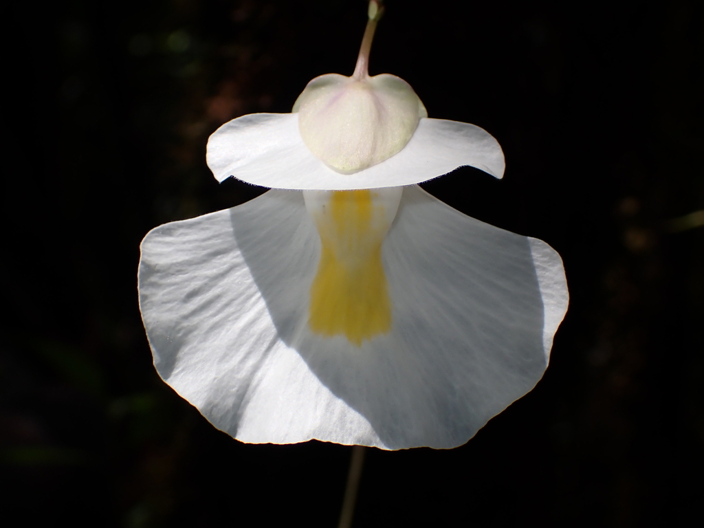 Utricularia alpina; photograph (c) Nolan Exe, some rights reserved (CC BY)