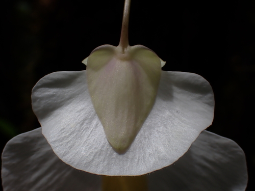 Utricularia alpina, photograph 4
