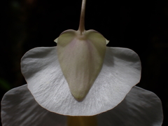(c) Nolan Exe, some rights reserved (CC BY) Utricularia alpina, photograph (c) Nolan Exe, some rights reserved (CC BY)