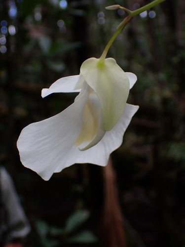 Utricularia alpina, photograph 3