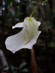 (c) Nolan Exe, some rights reserved (CC BY) Utricularia alpina, photograph (c) Nolan Exe, some rights reserved (CC BY)