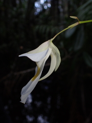(c) Nolan Exe, some rights reserved (CC BY) Utricularia alpina, photograph (c) Nolan Exe, some rights reserved (CC BY)