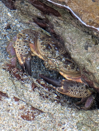 Warty Crab