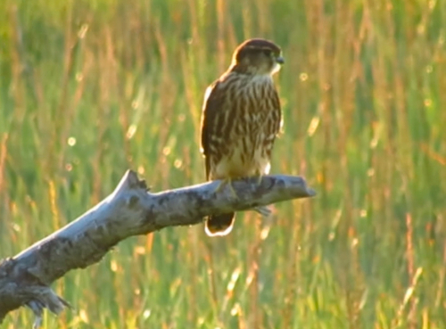 Merlin
