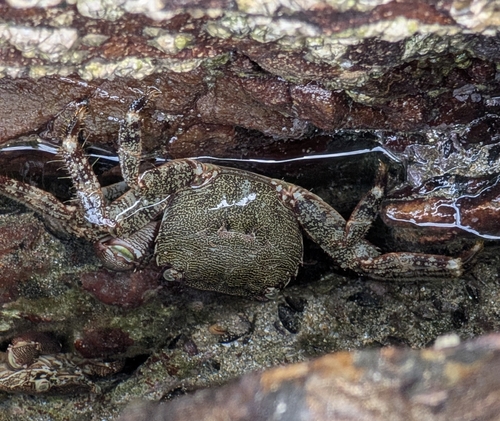 Marbled Crab