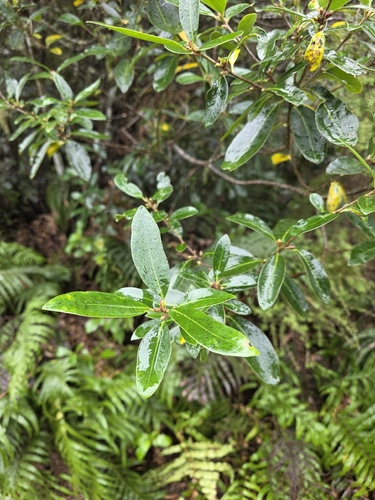 Pittosporum colensoi, photograph 2