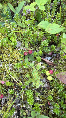 Large cranberry