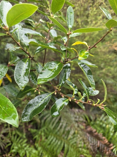 Pittosporum colensoi, photograph 3