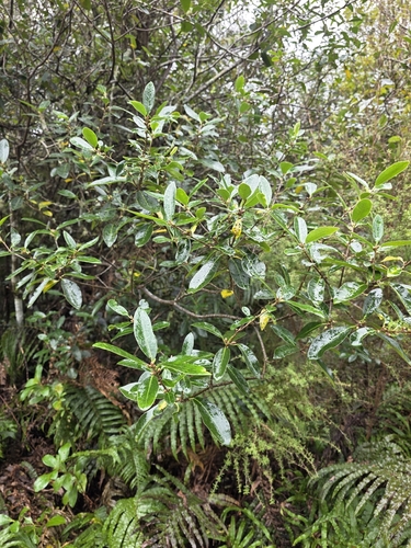 Pittosporum colensoi, photograph 4