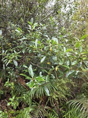 Pittosporum colensoi, photograph author not stated, no rights reserved