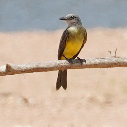 Tropical Kingbird