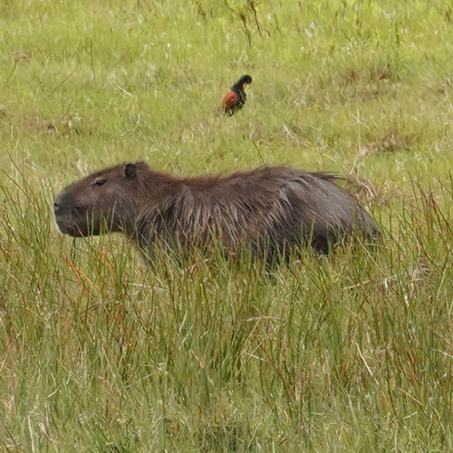 Capybara