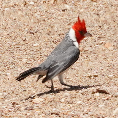Red-crested Cardinal