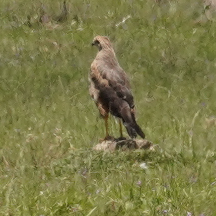 Savanna Hawk