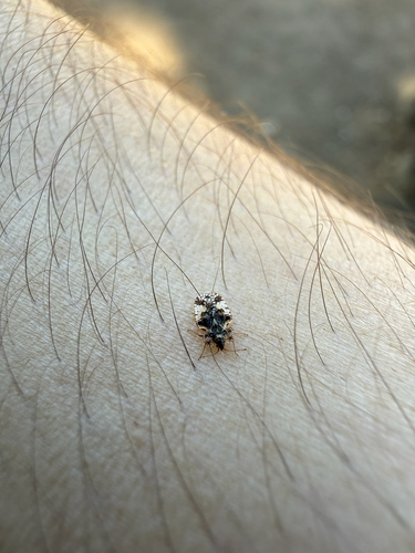 iNaturalist observation photo of Lace Bugs