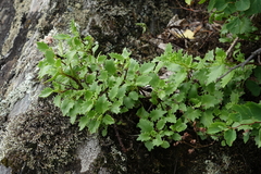 Hylotelephium populifolium