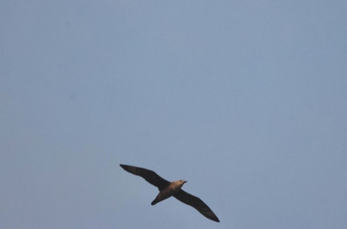 iNaturalist image